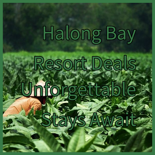Halong Bay Resort Deals.. Unforgettable Stays Await?